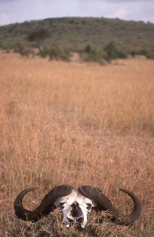 RWT 0190 203-03 Kenya Buff Skull.jpg